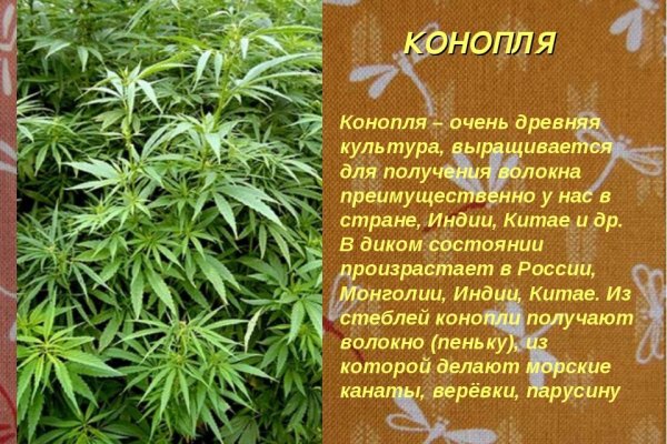 Kraken рабочее зеркало onion