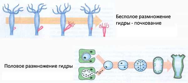 Кракен даркнет поддержка