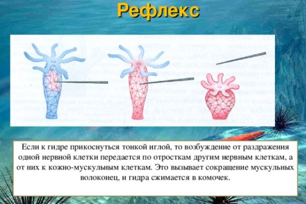 Кракен активная ссылка